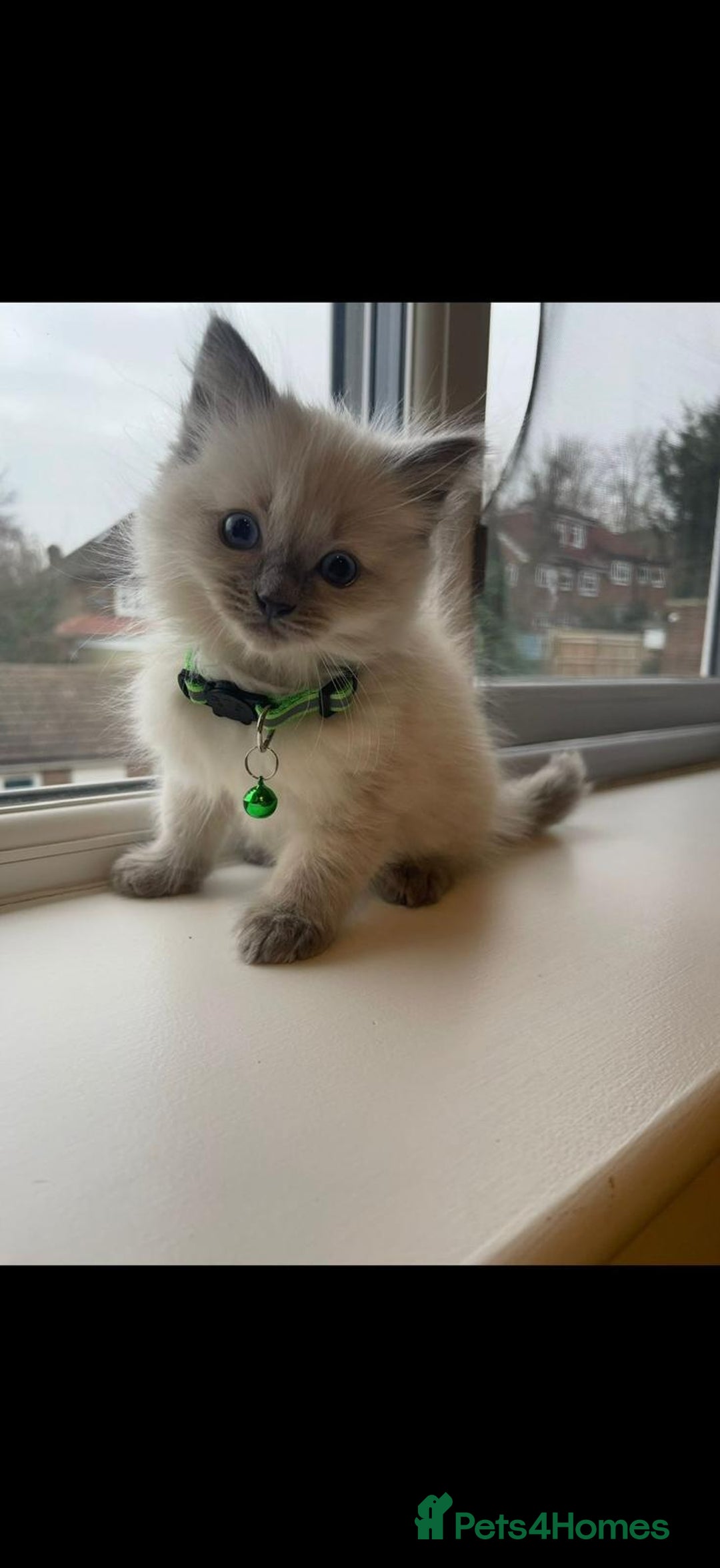 Ragdoll cats for sale: The Last Adorable Girl Ragdoll - Image 7