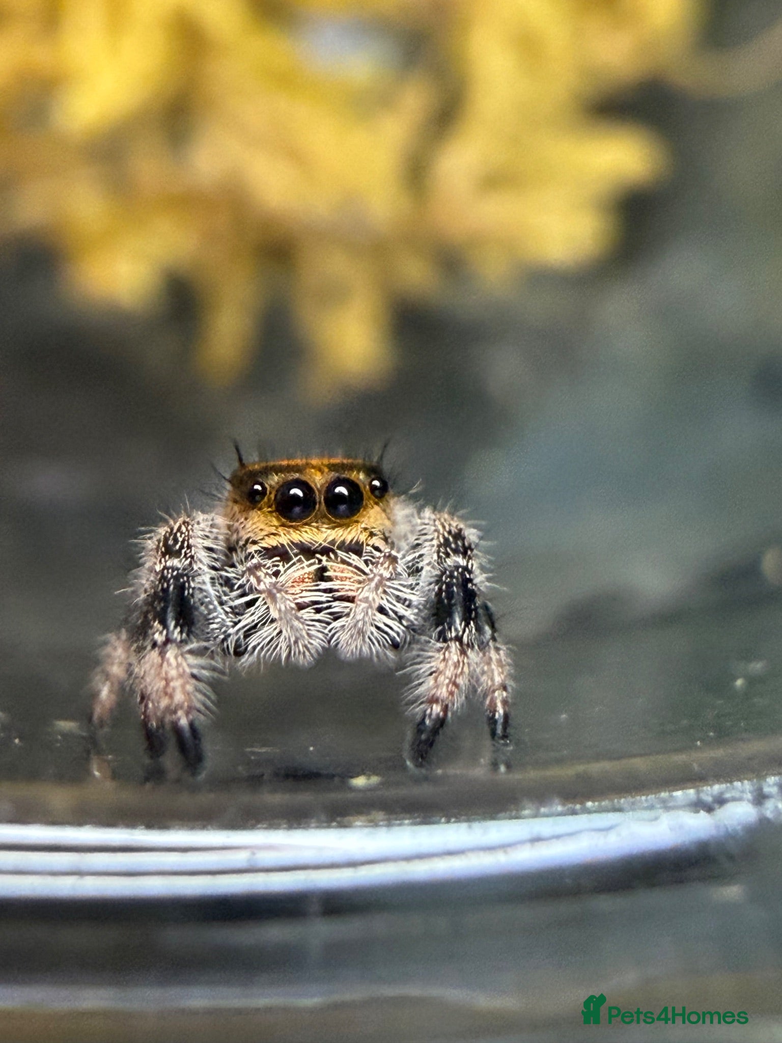 Spiders invertebrates Apalachicola Jumping spider  - Advert 3