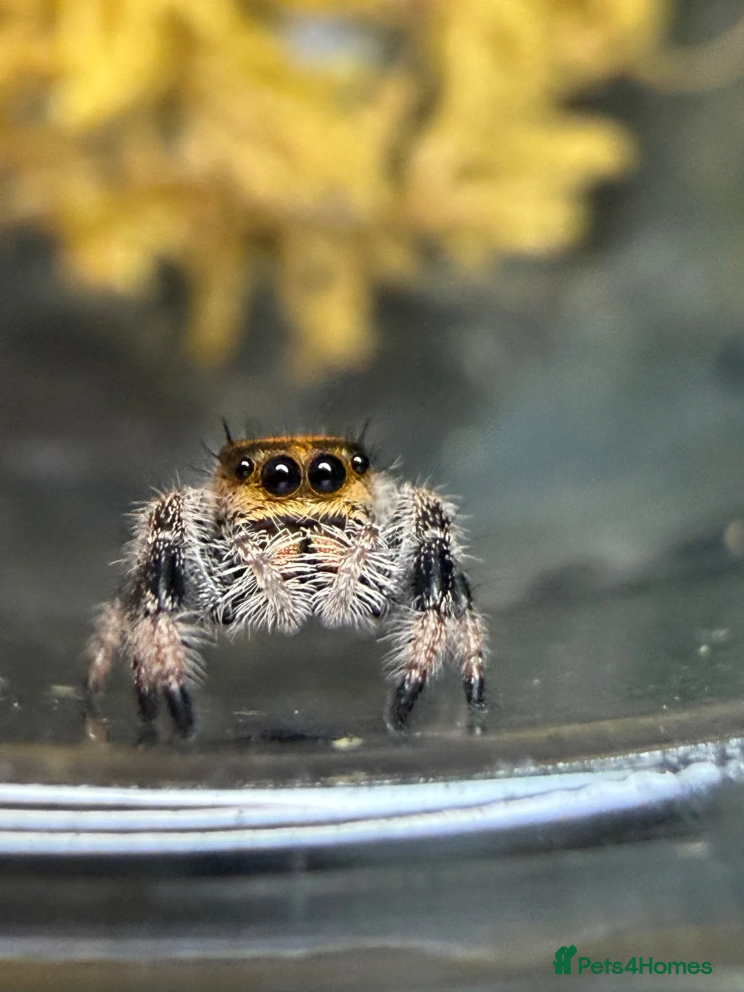 Spiders invertebrates for sale: Apalachicola Jumping spider  - Advert 1
