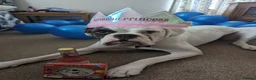 Boxer dogs for sale: Bonnie the boxer - Advert 2