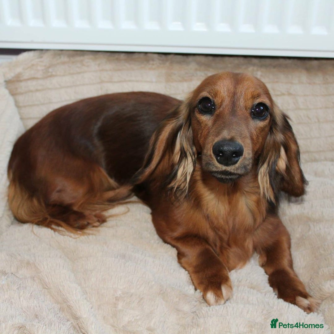 Miniature Dachshund dogs for sale: Black and Tan mini longhaired dachshund  - Image 4