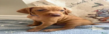 Hungarian Vizsla Puppy - Blue