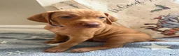 Hungarian Vizsla dogs for sale: KC Registered Hungarian Viszla litter  - Advert 27