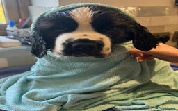 Saint Bernard dogs for sale: Stunning Female Saint Bernard puppy Kc reg - Image 2