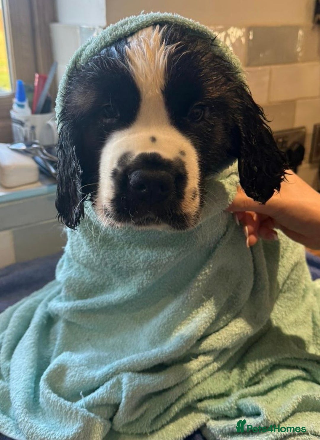 Saint Bernard dogs for sale: Stunning Female Saint Bernard puppy Kc reg - Image 2