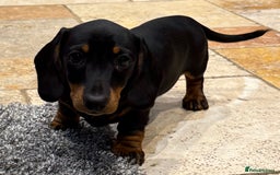 Miniature Dachshund dogs for sale: Miniature Smooth Boys from ivdd scored parents - Image 19