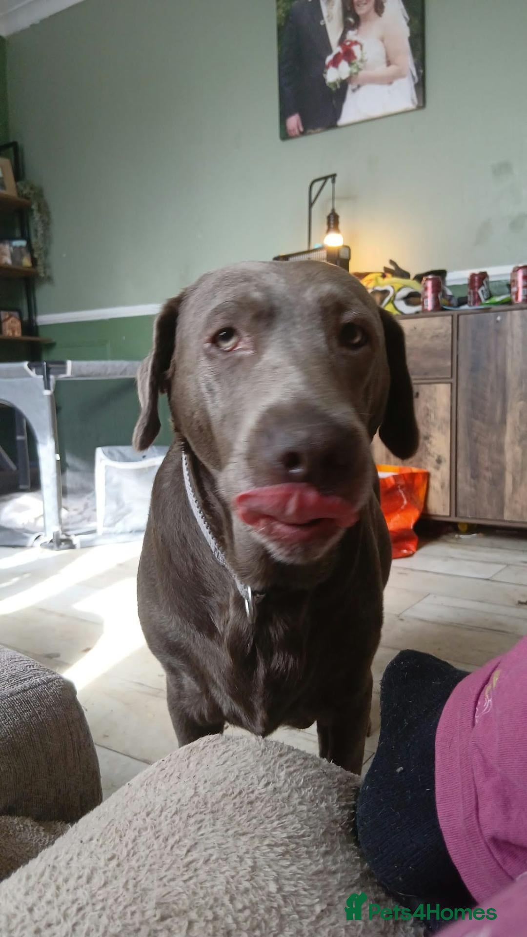 Mixed Breed dogs 🦮 🐕‍🦺 Stunning puppies 🦮🐕‍🦺 - Advert 2