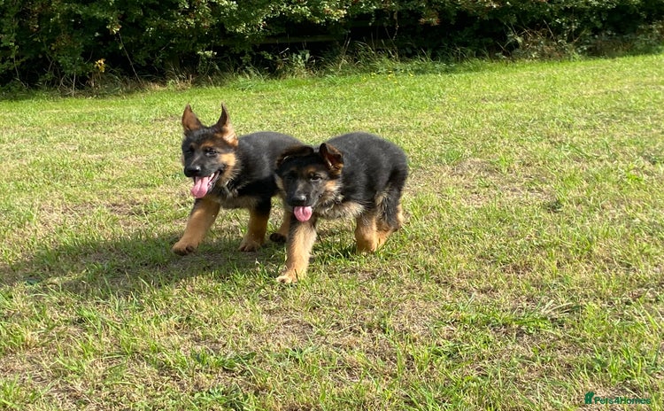 German Shepherd dogs - Advert 4