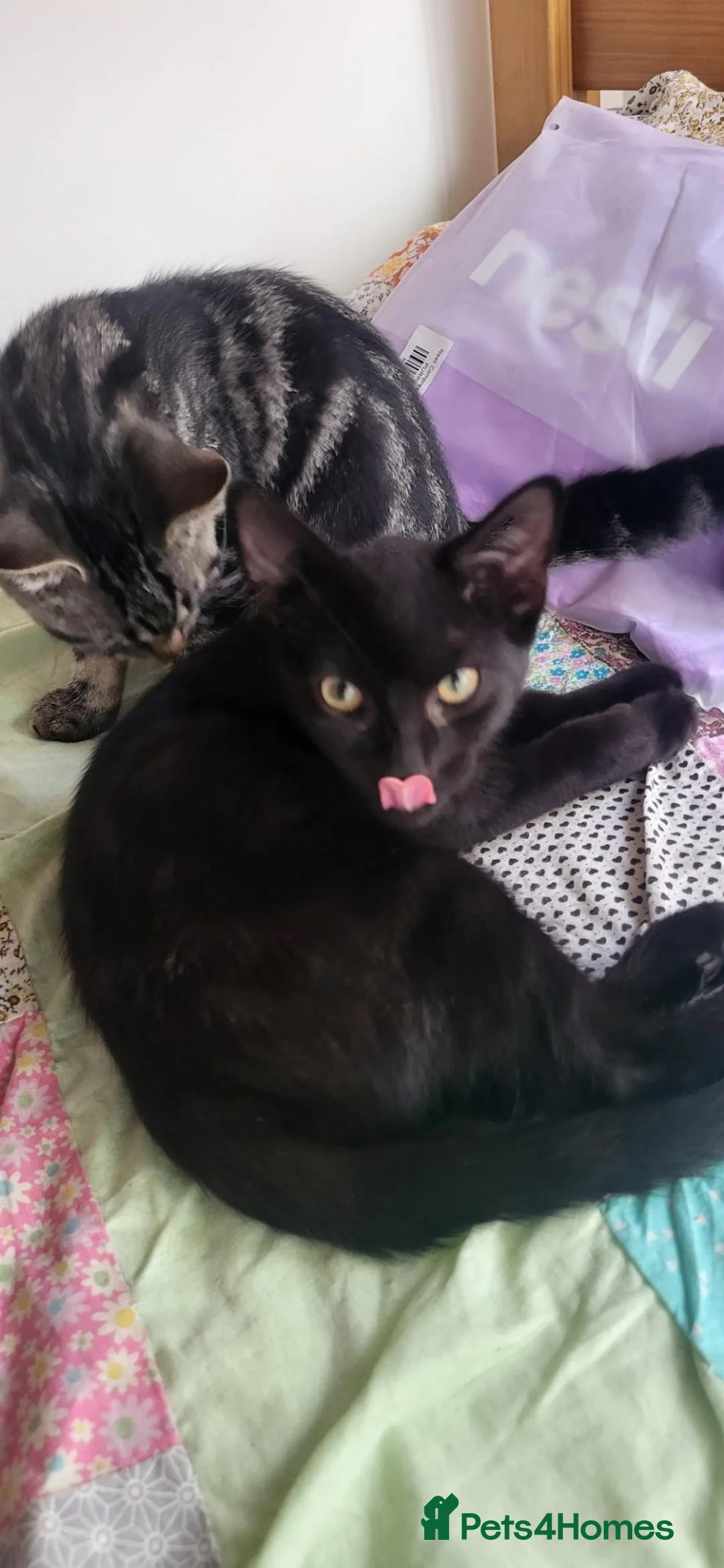 British Shorthair cats for sale: Fun loving BSH black tabby kitten - Advert 31