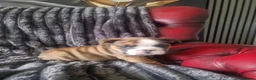 English Bulldog dogs for sale: Beautiful Bull dog puppies  - Advert 6