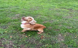 Cockapoo dogs for sale: Beautiful Golden Cockerpoo Puppies 2 Girl & 4 Boy - Image 30