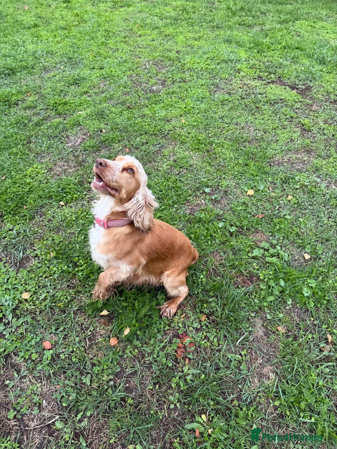 Cockapoo dogs for sale: Beautiful Golden Cockerpoo Puppies 2 Girl & 4 Boy - Image 30