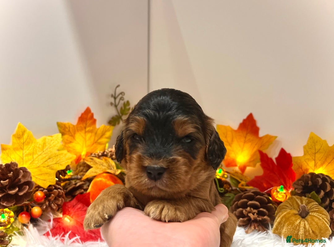 Cockapoo dogs for sale: 🌟Rare Reverse F1B Sable🌟DNA CLEAR Mini Cockapoos - Image 11