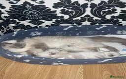 Ragdoll cats for sale: Pure ragdoll kittens ready to leave now ‼️ - Image 8