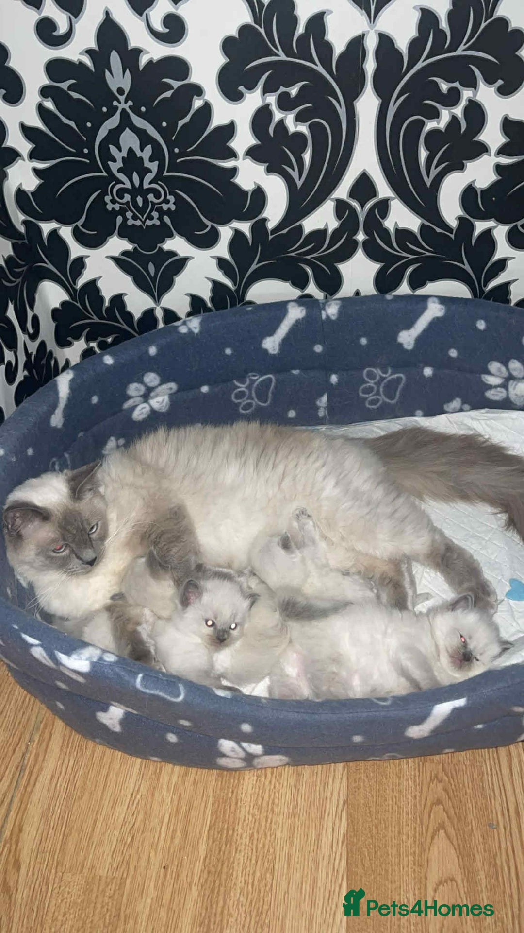 Ragdoll cats for sale: Pure ragdoll kittens ready to leave now ‼️ - Image 8
