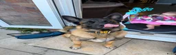 Belgian Shepherd Dog dogs for sale: Belgium Mali  - Advert 3