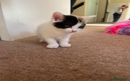 Mixed Breed cats for sale: 3 gorgeous kittens looking for forever home. - Image 2