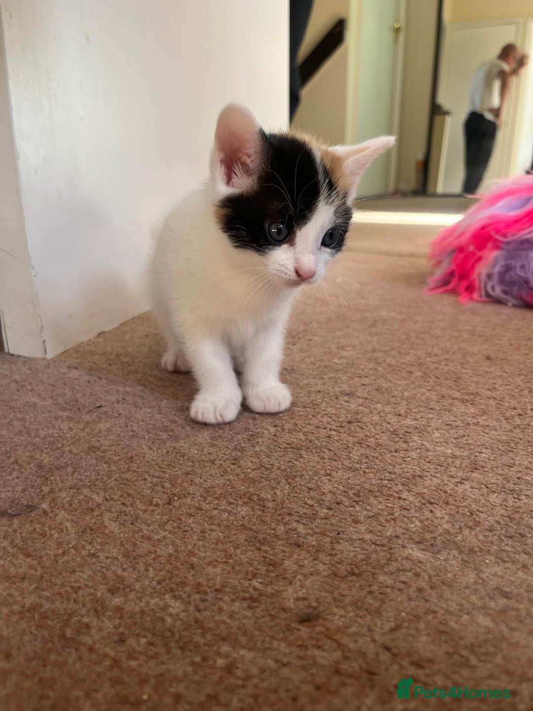 Mixed Breed cats for sale: 3 gorgeous kittens looking for forever home. - Image 2
