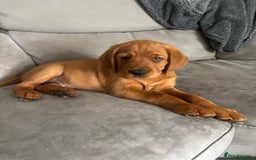 Cockerdor dogs for sale: Fox red cockerdors in Deeside - Image 6