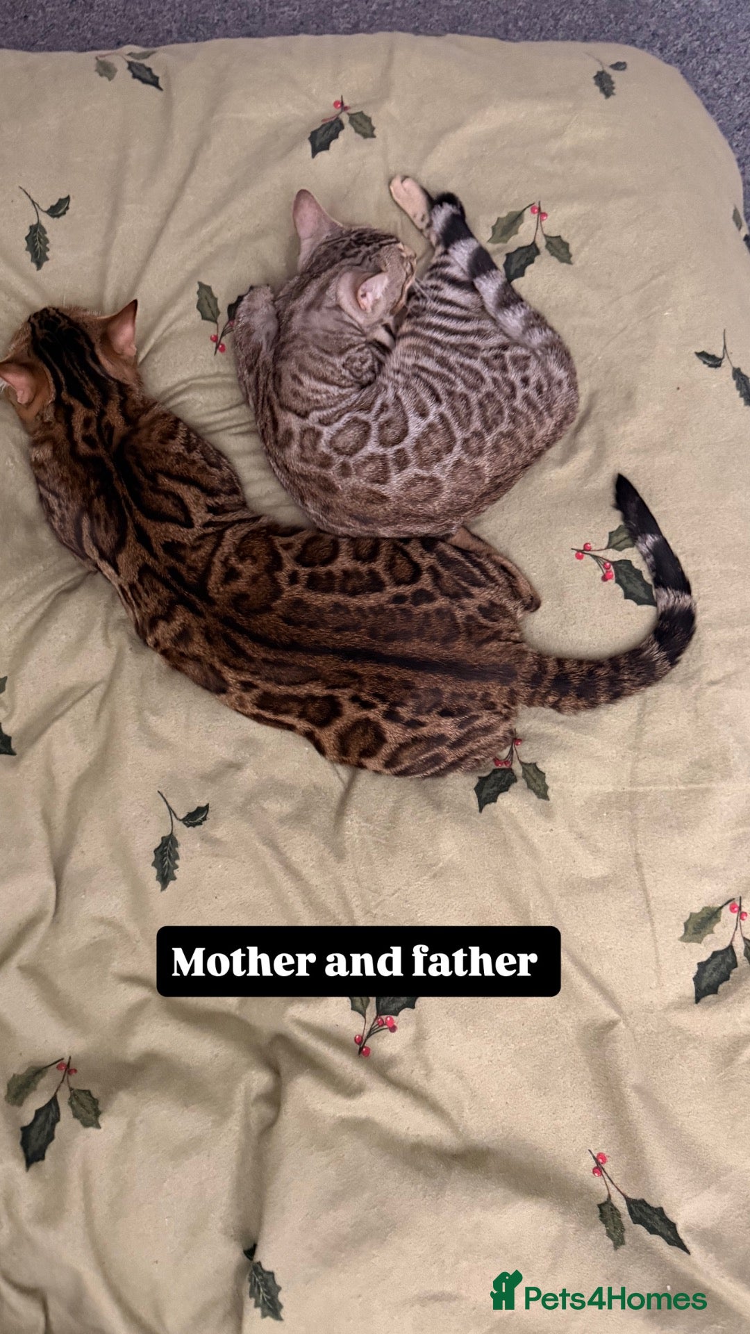 Bengal cats Beautiful Bengal kittens 2m 1f Price is negotiable - Advert 2