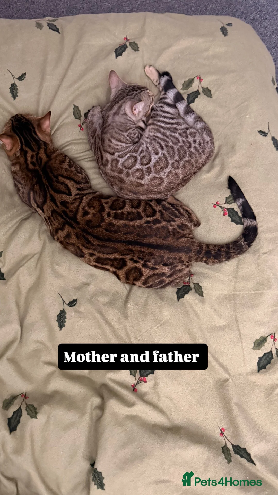 Bengal cats for sale: Beautiful Bengal kittens 2m 1f Price is negotiable in Harrow - Advert 1