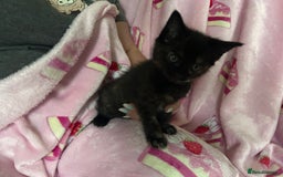 Maine Coon cats for sale: Maine coon X British short hair - Image 3