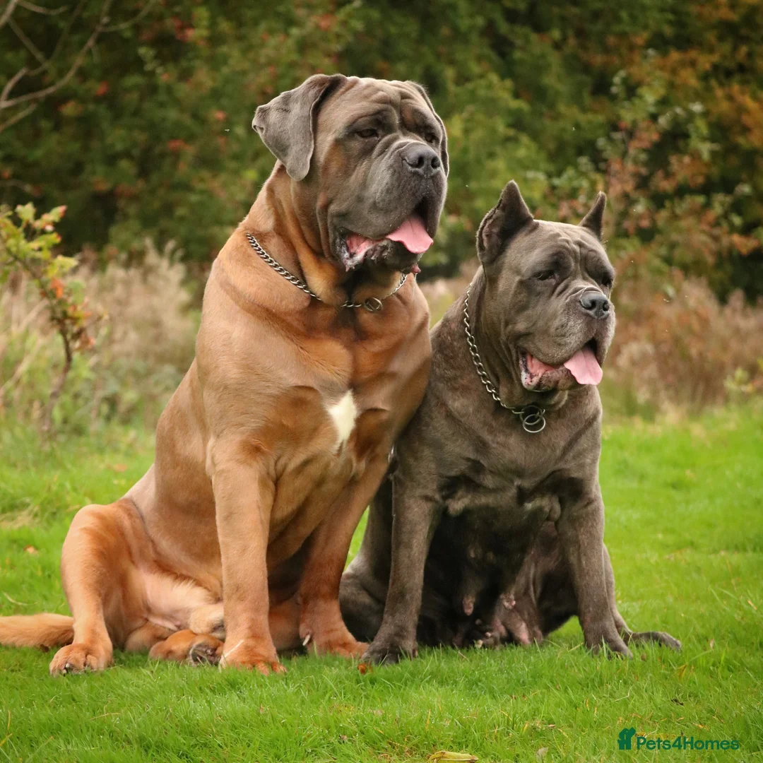 Cane Corso dogs for stud: *HEATH TESTED* Stud available CLIFFORD  - Advert 9