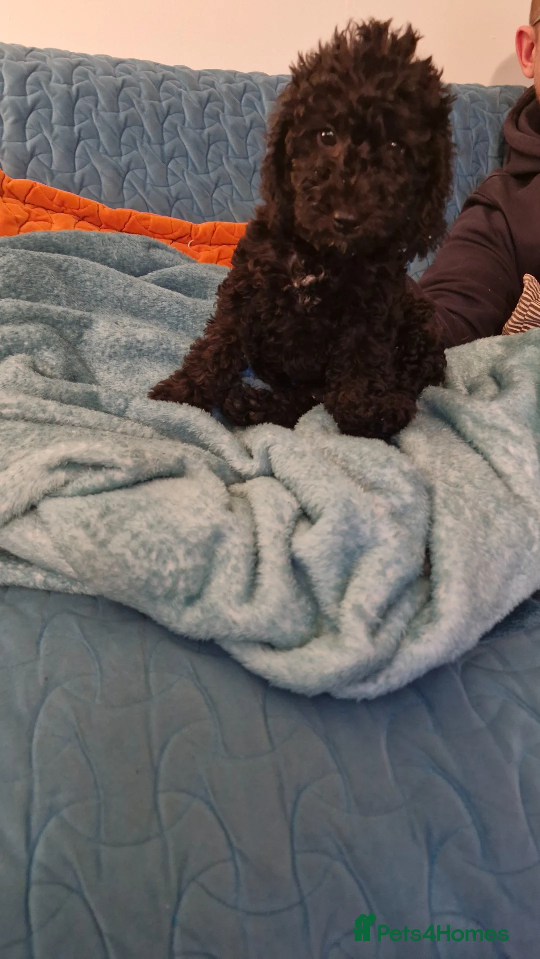 Mixed Breed dogs for sale: Miss  - Advert 9