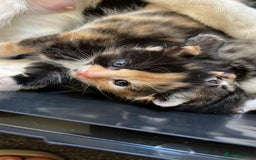 Mixed Breed cats for sale: Adorable 8wk Long-Haired Kittens – Ready Now  - Image 4