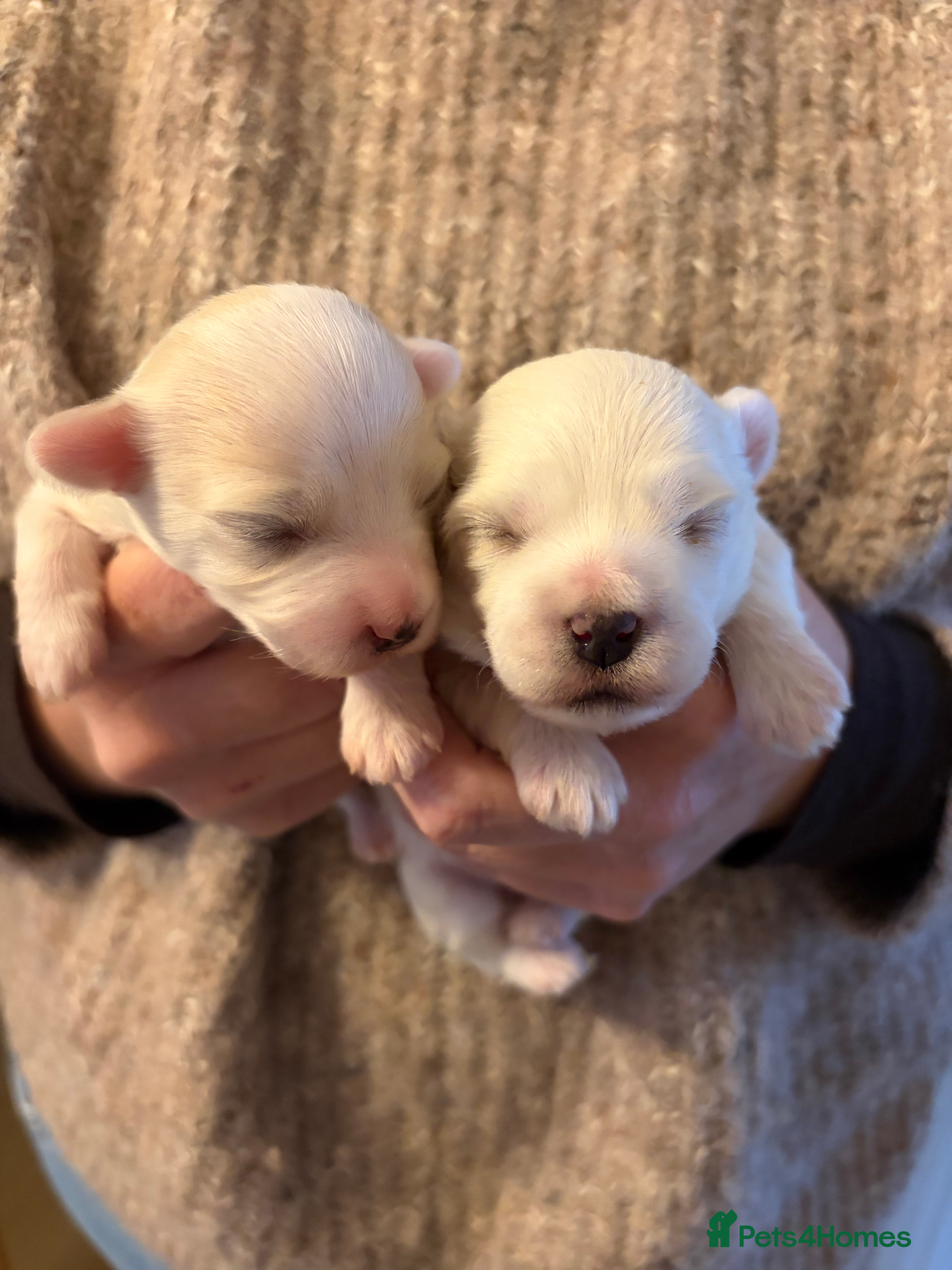 Coton De Tulear dogs Pure Coton de Tulear puppies  - Advert 1