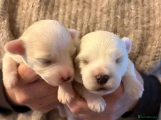 Coton De Tulear dogs Pure Coton de Tulear puppies - Advert 1