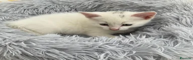 White kitten f