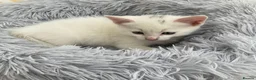 Mixed Breed cats for sale: Fluffy kittens looking for forever home - Advert 15