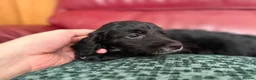Cockapoo dogs for sale: 4 really to go F2 cocker puppies  in London - Advert 8