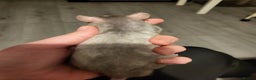 Rat rodents for sale: Mixed baby rats  - Advert 9