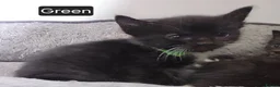 Mixed Breed cats for sale: Cute kittens wanting a loving home in 3 weeks - Advert 13