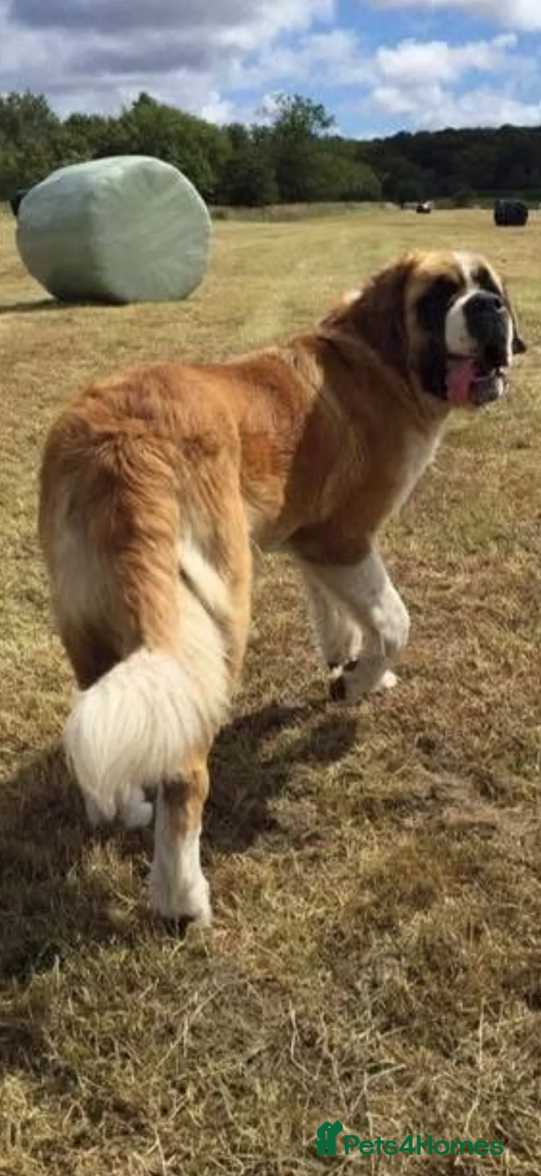 Saint Bernard dogs for sale: Beautiful Saint Bernard baby bears for sale - Advert 6