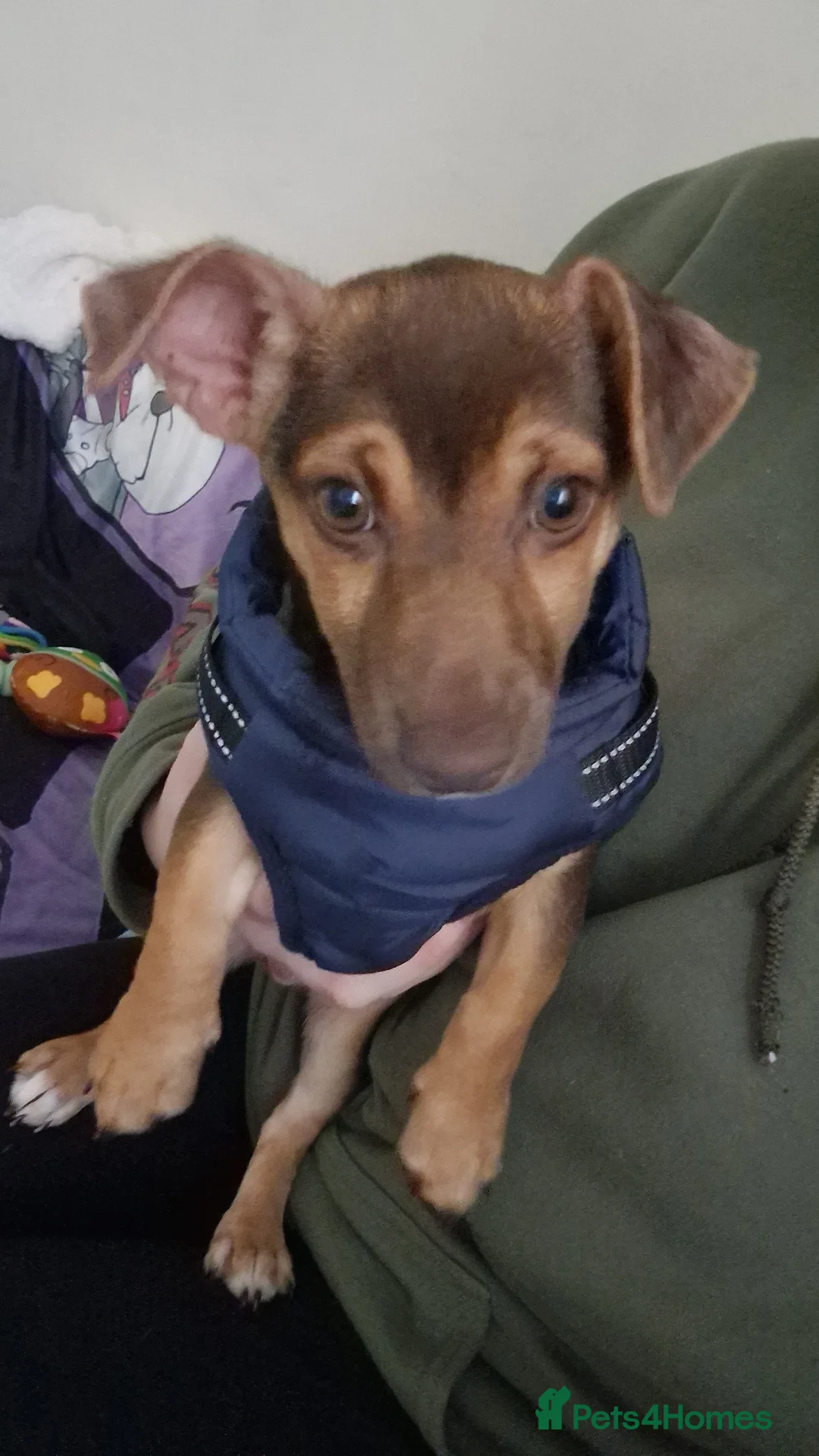 Jack Russell dogs for sale: Dobby is looking for a new family - Advert 3