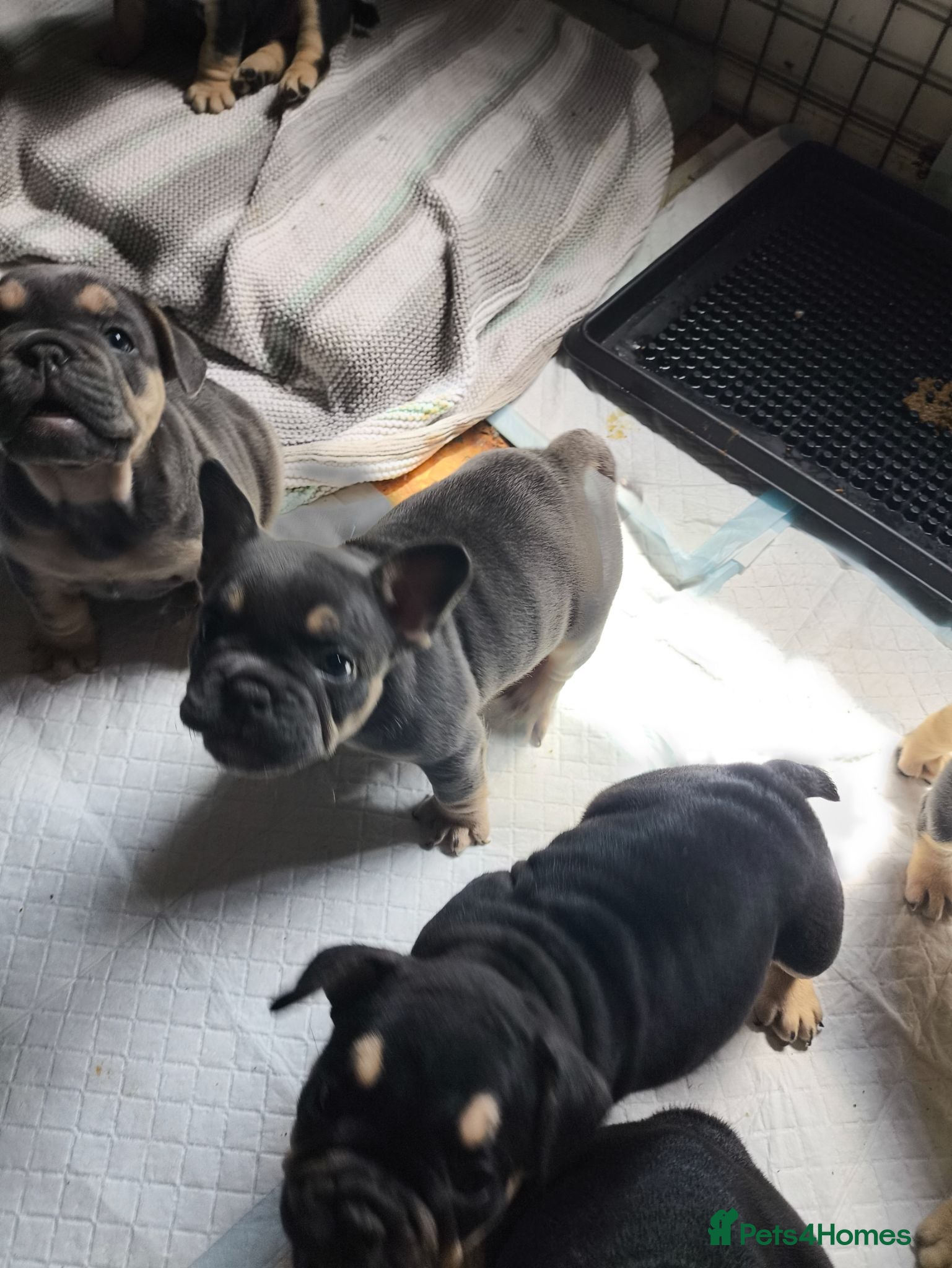 Mixed Breed dogs French bulldog x English bulldog  - Advert 2