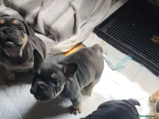 Mixed Breed dogs French bulldog x English bulldog - Advert 2