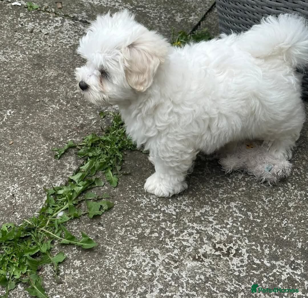 Maltipoo dogs for sale: 2 Male Tiny Maltipoo Puppies – 9 Weeks Old  - Image 3