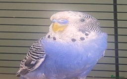 Budgerigars birds for sale: Willow. Male budgie. With cage. 3 years old.  - Image 1