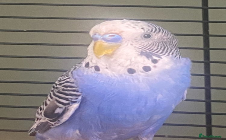 Budgerigars birds - Advert 1