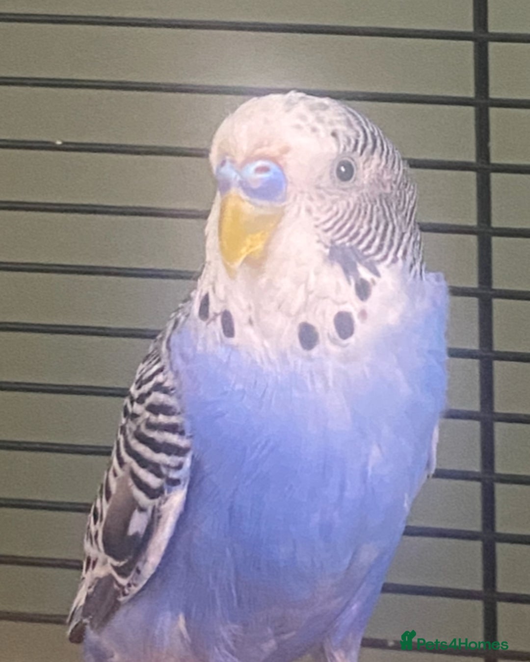 Budgerigars birds for sale: Willow. Male budgie. With cage. 3 years old.  - Image 1