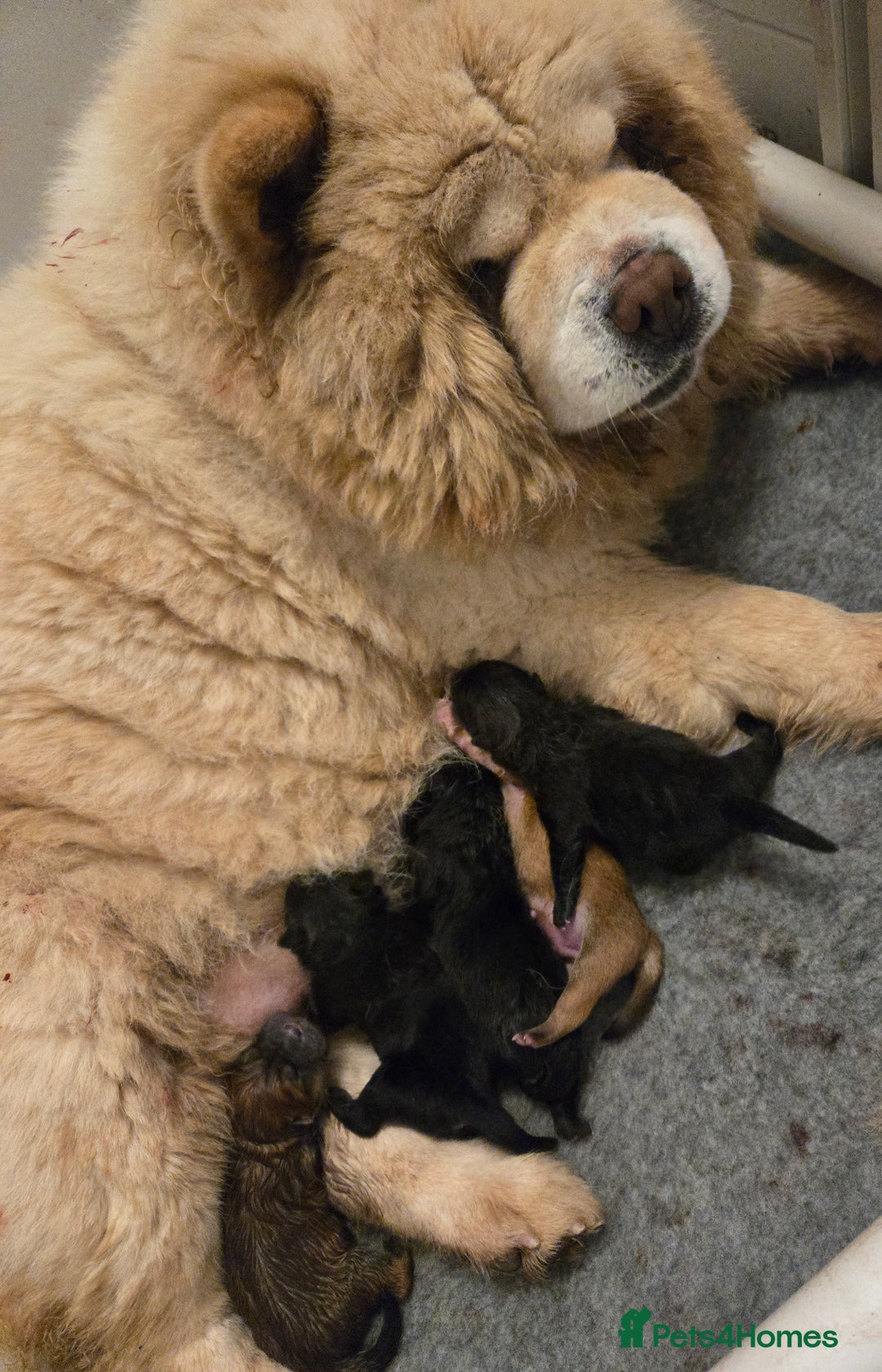 Chow Chow dogs for sale: Ready leave  **  EVE chocolate carrier CHOW CHOW - Advert 1