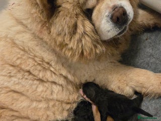 Chow Chow dogs Ready leave XMAS EVE chocolate carrier CHOW CHOW - Advert 1