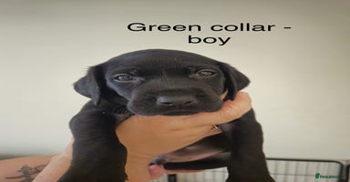 Mixed Breed dogs - Advert 3