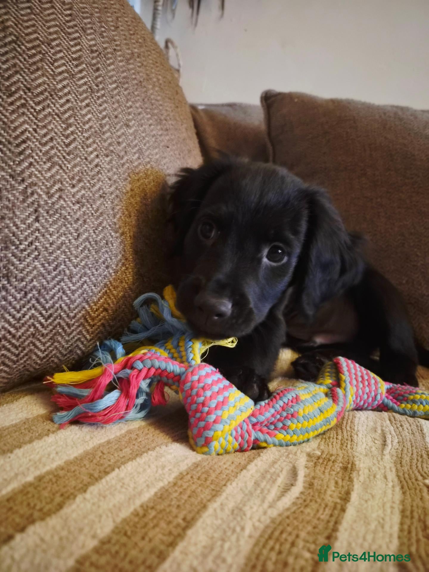 Mixed Breed dogs for sale: **READY NOW... LAST BOY** Cocker × Rottweiler  - Advert 12