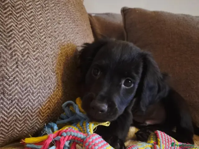Mixed Breed dogs for sale: **READY NOW... LAST BOY** Cocker × Rottweiler - Advert 12