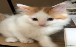 Domestic Shorthair cats for sale: three beautiful male kittens! in Newent - Image 8